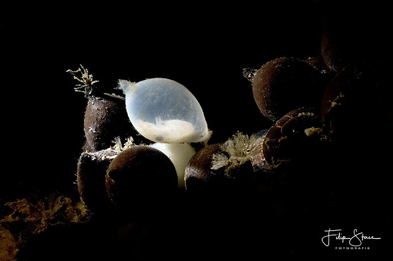 Embryo of a cuttlefish, Zeeland, The Netherlands. by Filip Staes 
