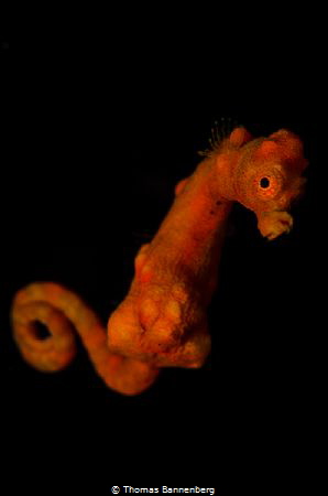 Swimming Pygmy by Thomas Bannenberg 