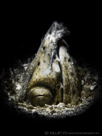 S N O O D 
Snake Eel (Ophichthidae)
Lombok, Indonesia. by Irwin Ang 