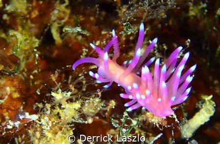 Fabellina Arveloi
Camera: Olympus TG4 by Derrick Laszlo 