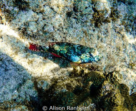 West Bay, Roatan by Alison Ranheim 