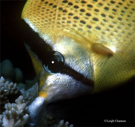 Dinnertime a/k/a Fish Slurpee. Old photo. Aways wondered ... by Leigh Chapman 