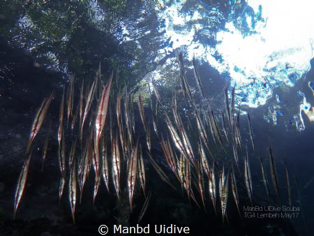 RAZOR Internal Flash 
YOS Lembeh by Manbd Uidive 