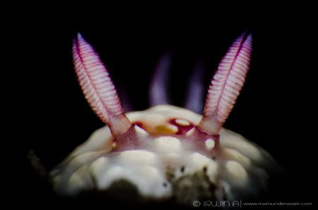 C L O S E - U P 
Nudibranch (Bus Stop Chromodoris/Chromo... by Irwin Ang 