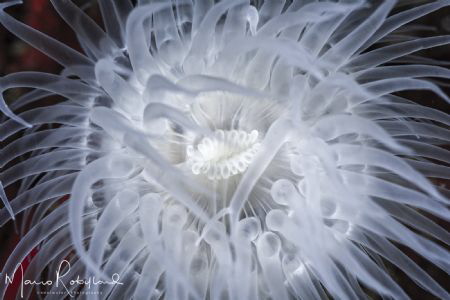 Nothing Special by Mario Robillard 