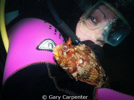 A very friendly Tompot blenny (Parablennius gattorugine) ... by Gary Carpenter 