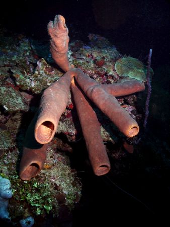 Diving off the wall at Mary's Place in the Bay Islands.Th... by Steven Anderson 