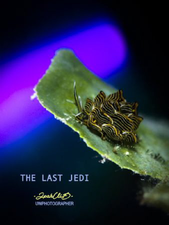 Taken in Romblon Phillipines (Cyerce Nigra Nudibranch) wh... by Ipah Uid 