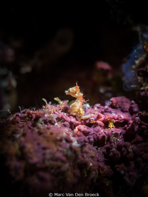 where is the nudi (2mm) by Marc Van Den Broeck 