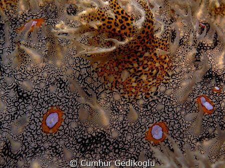 Bursatella leachii by Cumhur Gedikoglu 