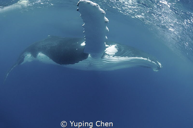 Portrait of humpback whale/Humpback whale/Vava'u Tonga by Yuping Chen 