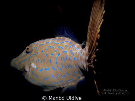 FILEFISH
Raja Ampat - GRAND KOMODO by Manbd Uidive 