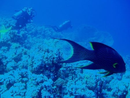 Red sea diving by Vanja Crljenica 