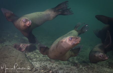 Sea puppies having fun around me by Mario Robillard 