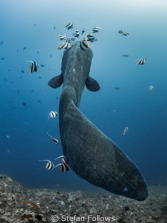 I Fink U Freeky

Southern Ocean Sunfish - Mola ramsayi
... by Stefan Follows 