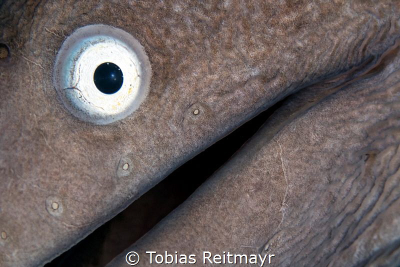 White Eye Moray, Tioman Island by Tobias Reitmayr 