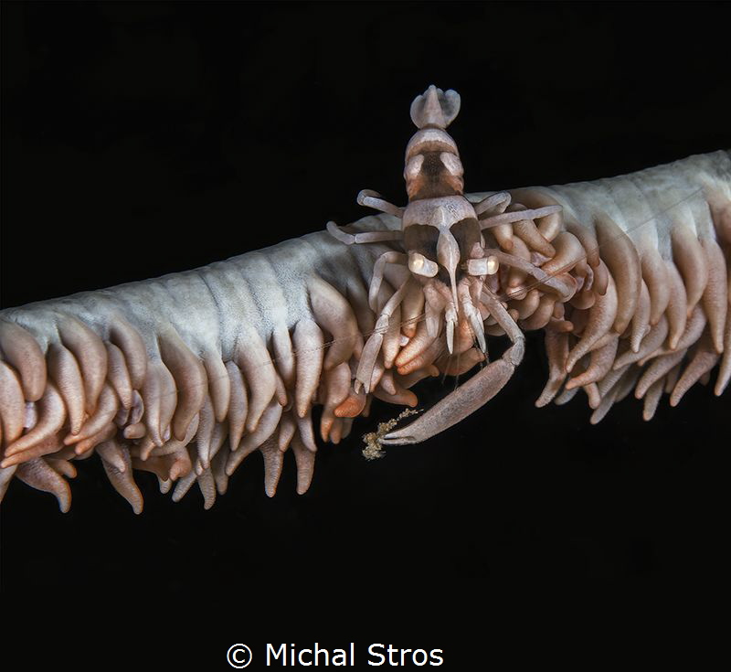 Wire coral shrimp with a catch by Michal Stros 