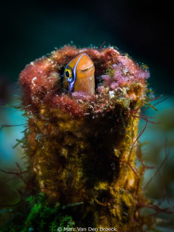 tupefish by Marc Van Den Broeck 
