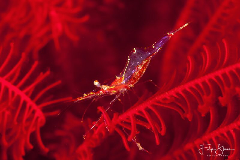"Red",Seraya, Bali. by Filip Staes 