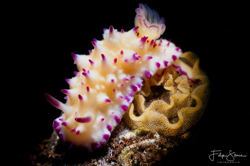 Mexichromis multituberculata, Tulamben, Bali. by Filip Staes 