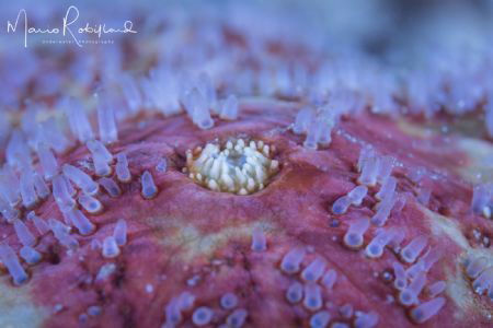 Closer view of a Sea Star by Mario Robillard 