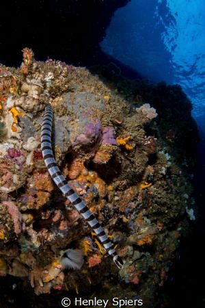 Sea Snake Sanctuary by Henley Spiers 