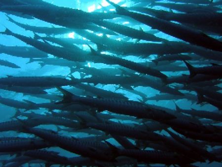 Barracudas against sunlight by Gordana Zdjelar 