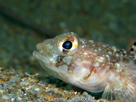 Gobius geniporus by Cumhur Gedikoglu 