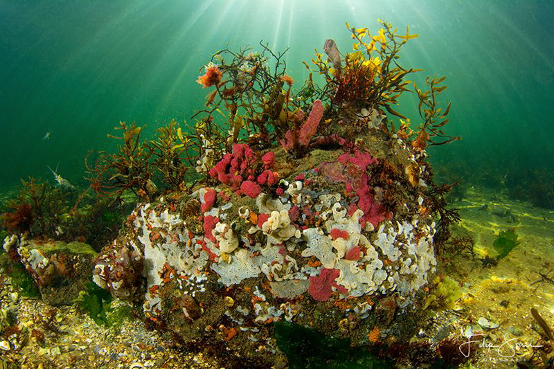 Underwater landscape of lake Grevelingen, Zeeland, The Ne... by Filip Staes 