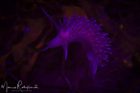 Nudi under UV by Mario Robillard 