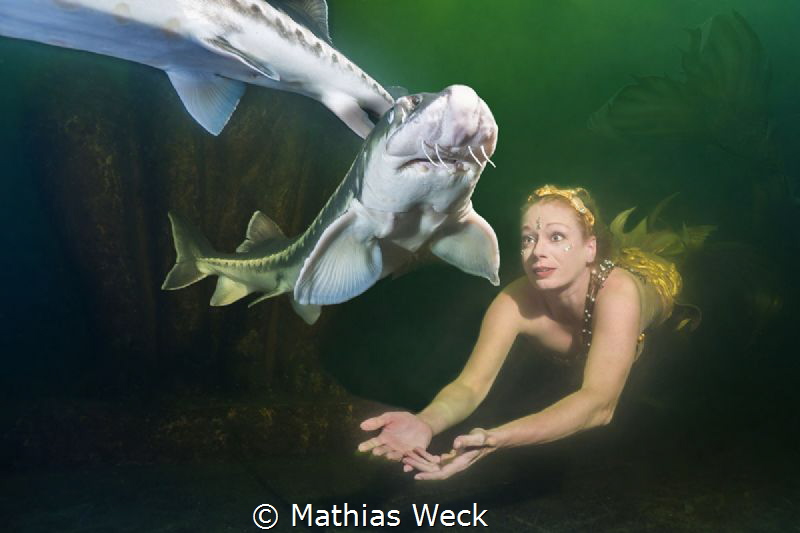 Mermaid Daniela Rodler in artificial lake "Natura Gart" i... by Mathias Weck 
