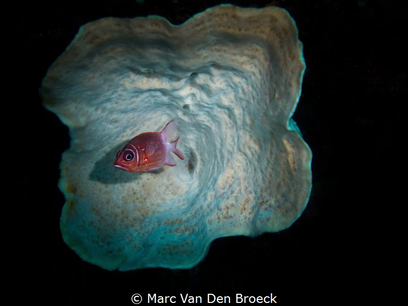 framefish by Marc Van Den Broeck 