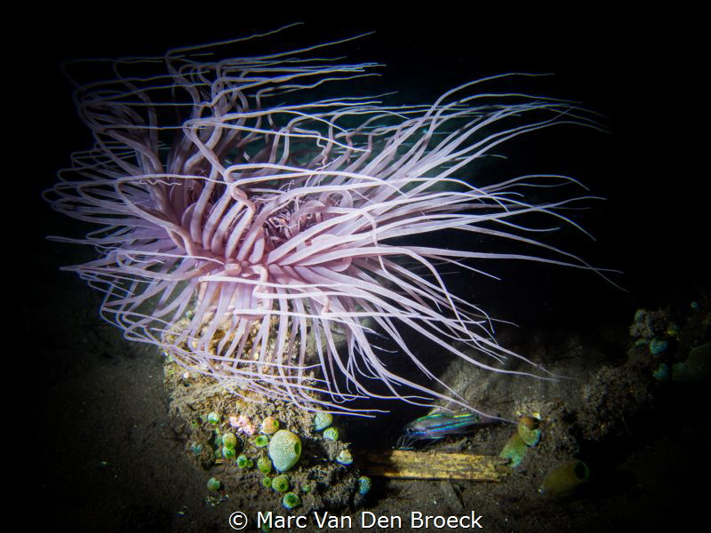 Purple arms by Marc Van Den Broeck 
