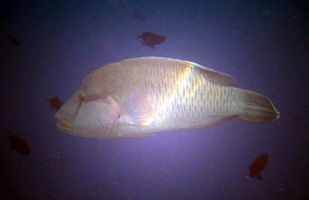 The rare 'rainbow Napolean Wrasse'. Just kidding. These t... by Shawn Holm 