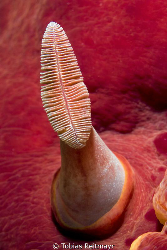 Rhinophore of Spanish Dancer, Renggis Island, Tioman by Tobias Reitmayr 