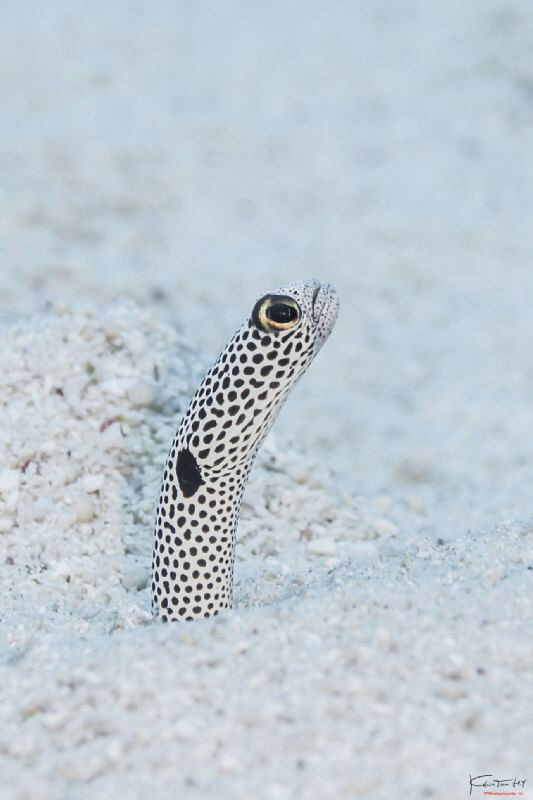 Spotted garden eel by Kelvin H.y. Tan 