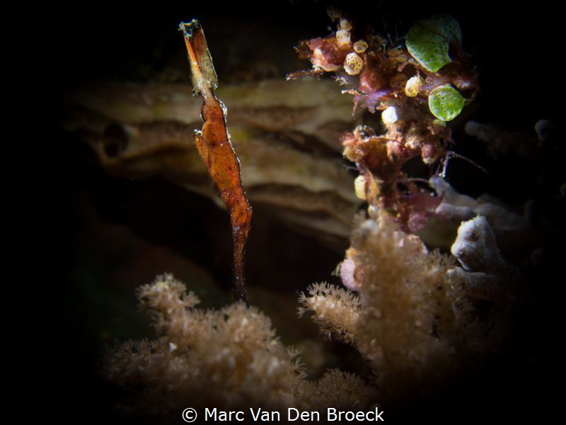 spooky by Marc Van Den Broeck 