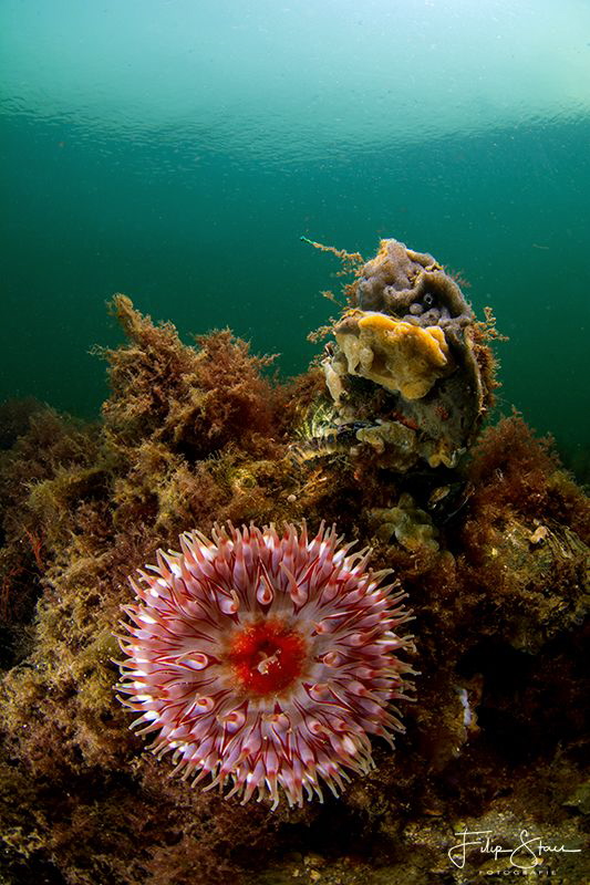Dahlia anemone (Urticina felina), Grevelingen, The Nether... by Filip Staes 