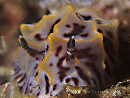 Mr Crinkley... Another nudi in Taiwan... E900 and Macros by Alex Tattersall 