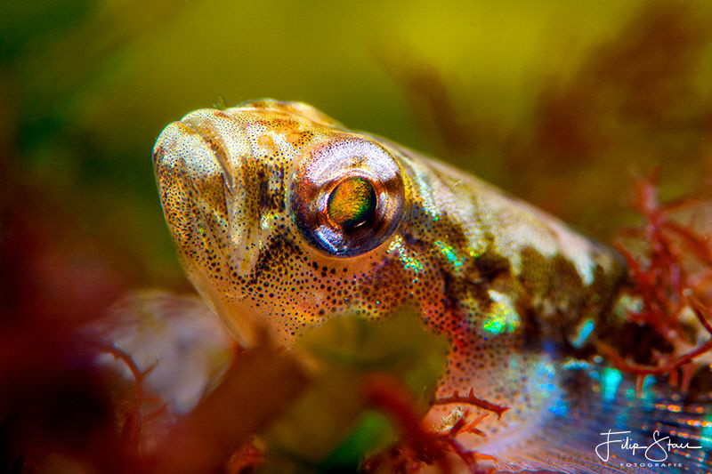 Two-spotted goby (Gobiusculus flavescens), Zeeland, The N... by Filip Staes 
