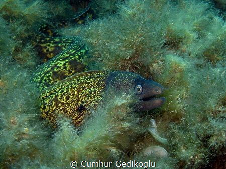 Muraena helena by Cumhur Gedikoglu 
