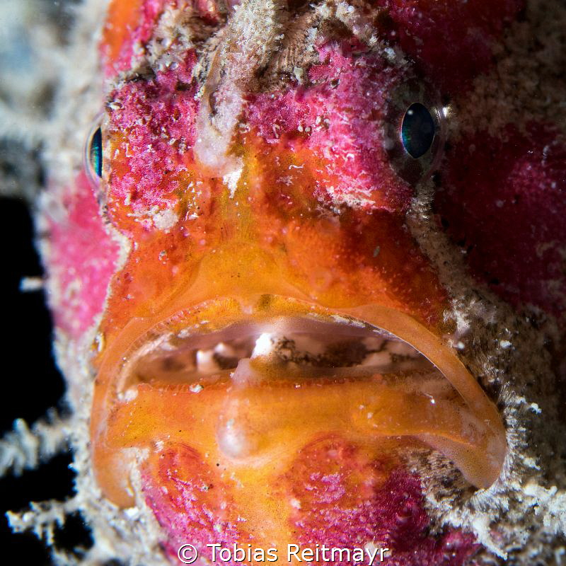 Freckled Frogfish, night dive at Sipadan wreck, Tioman Is... by Tobias Reitmayr 