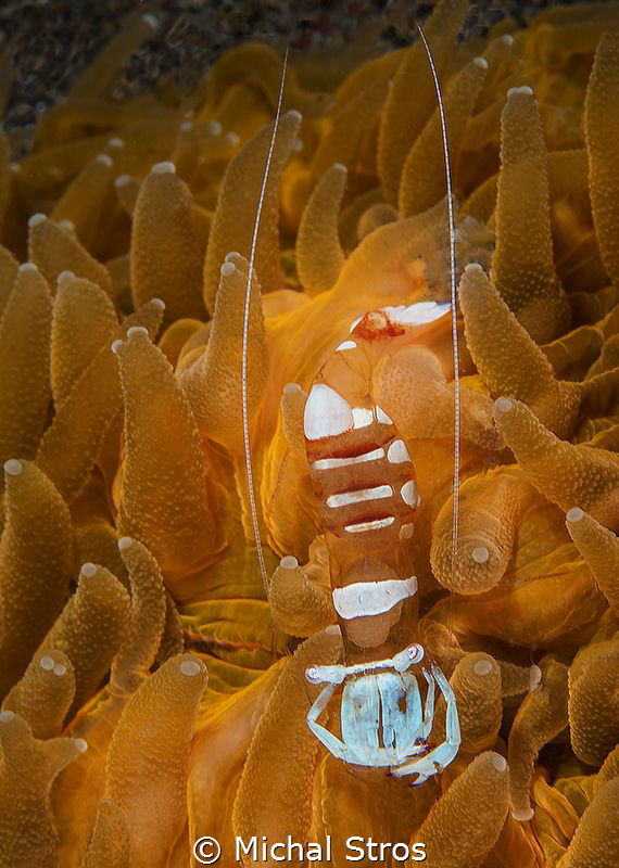 Anemone shrimp by Michal Stros 
