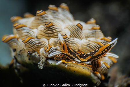Cyerce Nigra nudibranch closeup by Ludovic Galko-Rundgren 