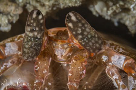 Have a look at me! by Mario Robillard 