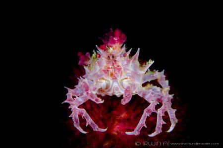 C A N D Y 
Candy crab (Hoplophrys)
Lembeh Strait, Indon... by Irwin Ang 