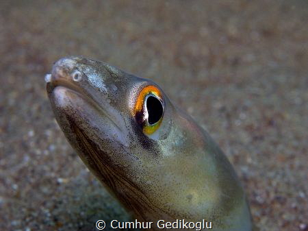 Ariosoma balearicum by Cumhur Gedikoglu 