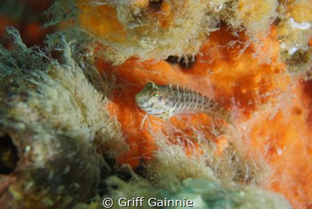Bridgespan Blenny by Griff Gainnie 