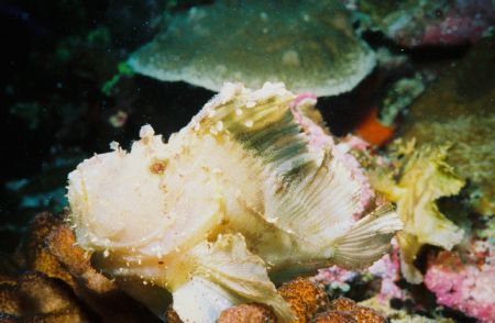 Leaf Fish at Ngerchong Coral Garden. There were about 4 o... by Morgan Ashton 