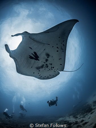 Zephyr in the sky ...

Manta Ray - Manta alfredi (juven... by Stefan Follows 